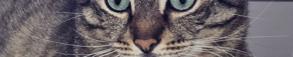 Background photo for Alin C.