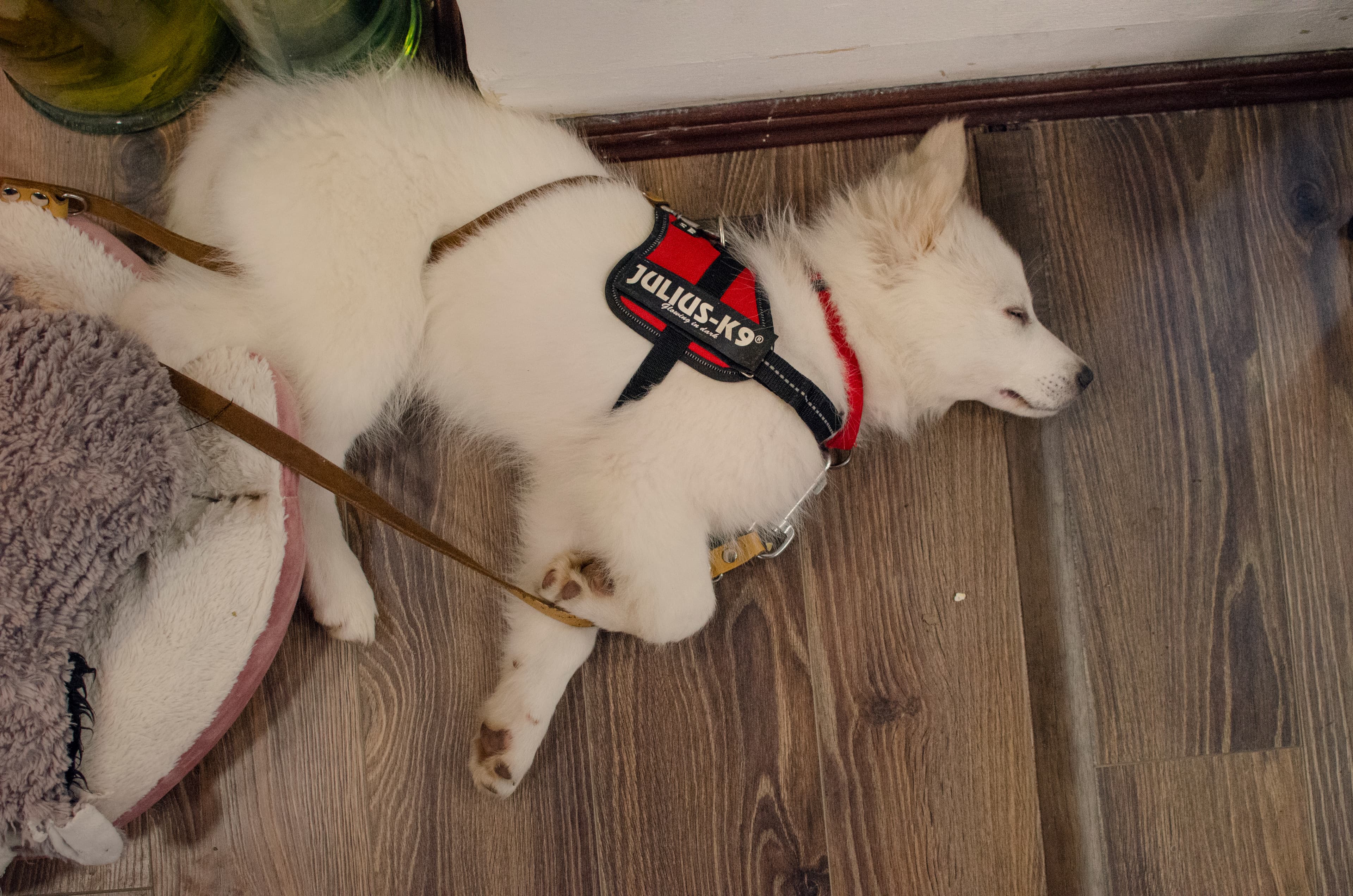 Fotografie: portret, cupluri, cu animale de companie