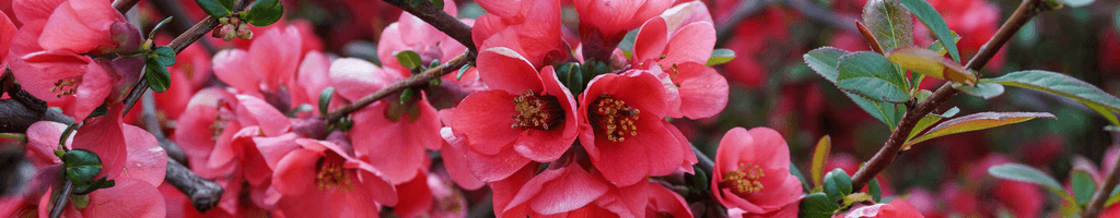 Background photo for Emanuela M.