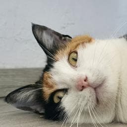 Georgiana T poza de pe Taskuri.ro