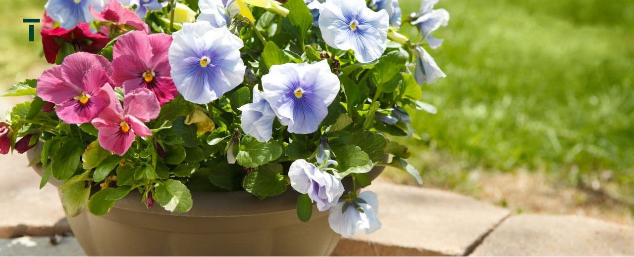 Întreținere flori taskuri.ro