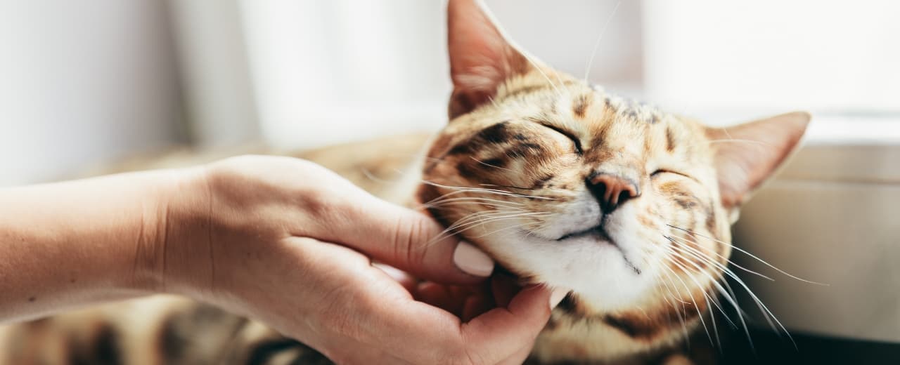 Pet Sitter taskuri.ro